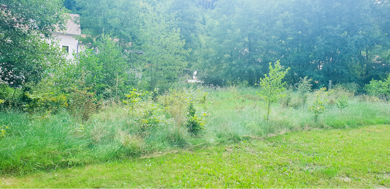 Die Naturhecke auf dem Schwarzmann GmbH Grundstück